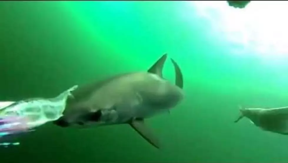 Cool Camera Shows What Being Eaten By a Shark Might Look Like