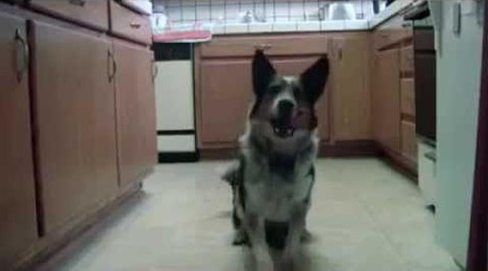 Watch Awesome Dog Perform Amazing Tricks