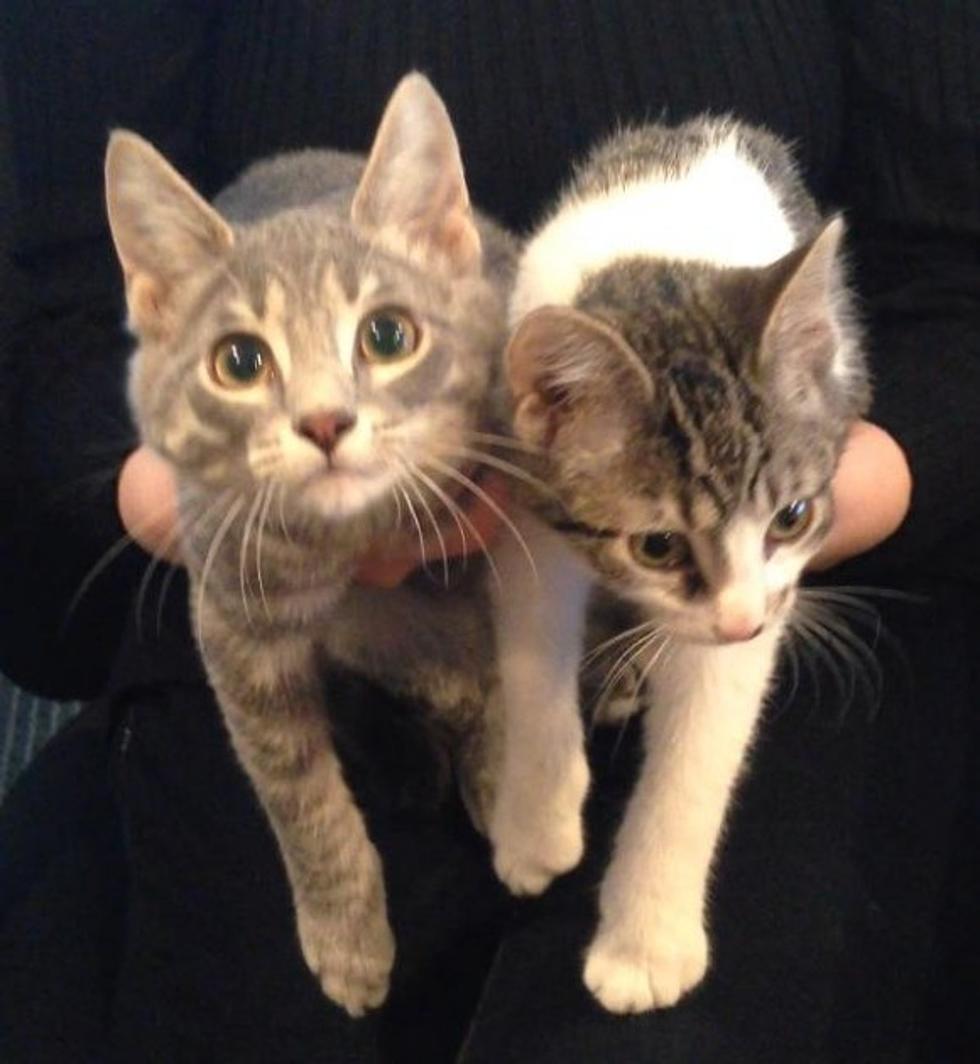 Ivan and Igor are Adorable Playful Kittens &#8211; They Are Our VHS Pets of the Week
