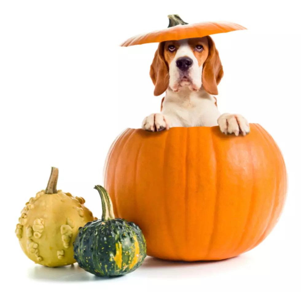 Cesar Millan&#8217;s Healthy Pumpkin Ball Dog Treat Recipe