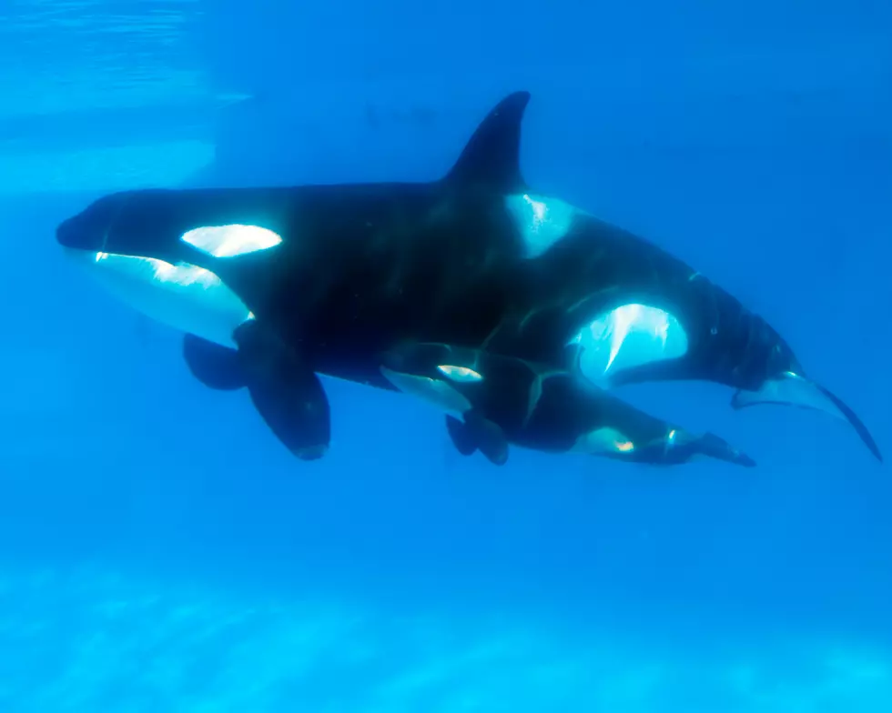 Killer Whale Shows Could be Going Away at Sea World