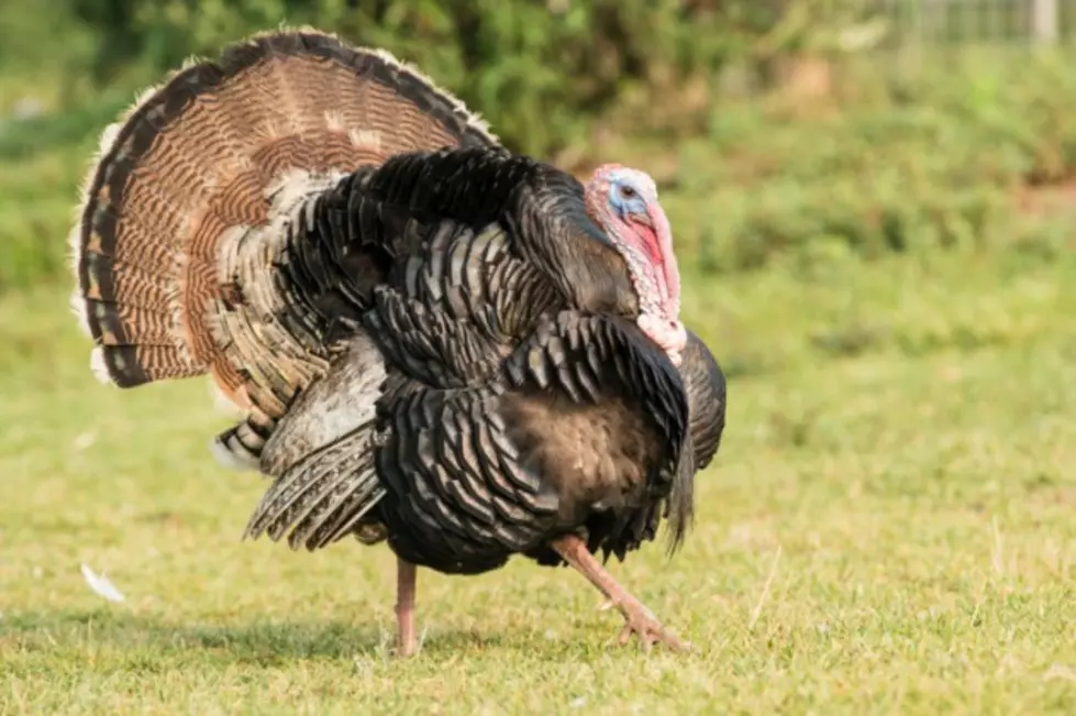 You are Invited to the Local Chapter of the National Wild Turkey Federation&#8217;s &#8216;Jake Day&#8217; Event
