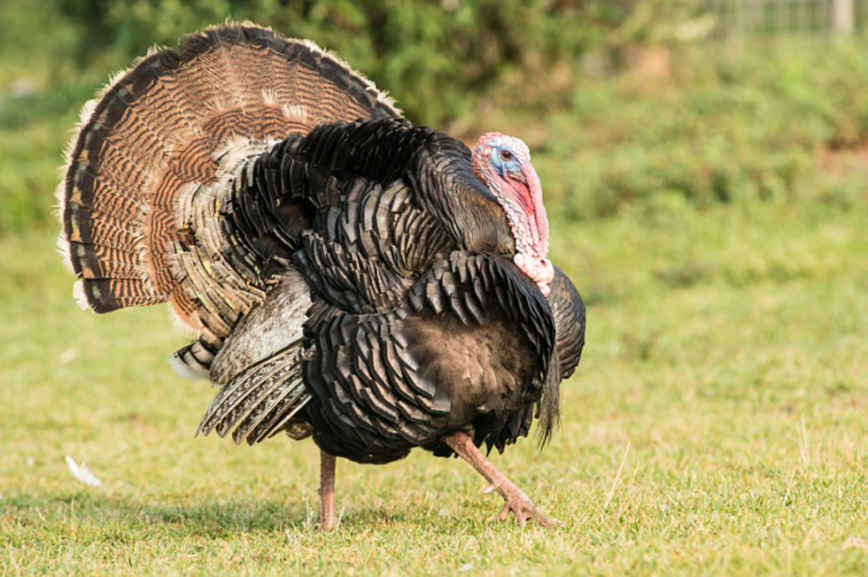 You are Invited to the Local Chapter of the National Wild Turkey Federation’s ‘Jake Day’ Event