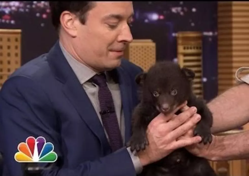 Jeff Musial Introduces Jimmy Fallon to a Baby Bear, AWWW – See Him Live in the Tri-State