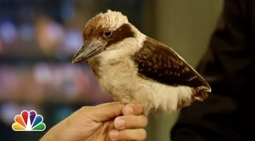 Jeff Musial Introduces Jimmy Fallon to a Laughing Kookaburra – See Him Live in the Tri-State