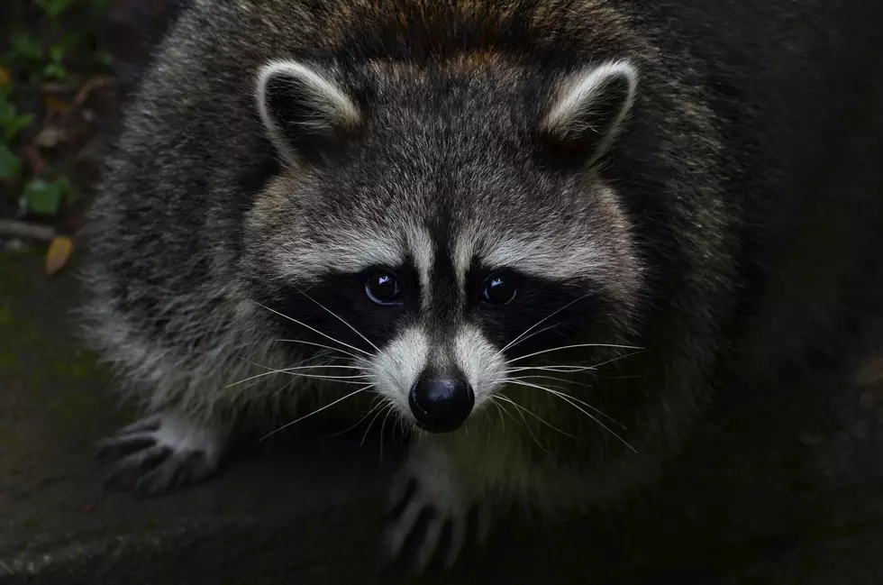 Jon and Leslie Listeners Talk Back About Racoons [Videos]