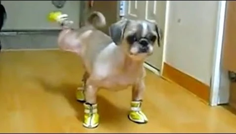 Dogs and Cats Wearing Shoes Is The 