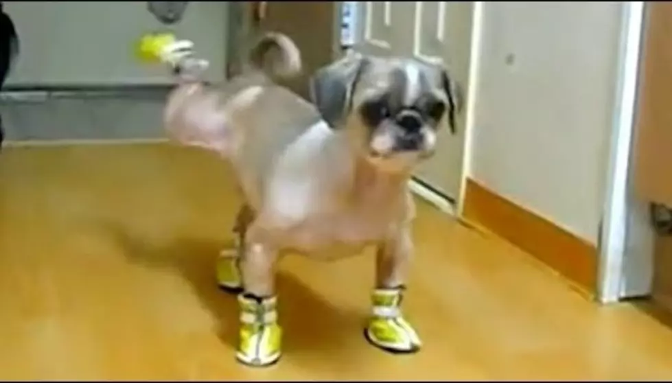 Dogs and Cats Wearing Shoes Is The Funniest Thing You Will See Today [Video]