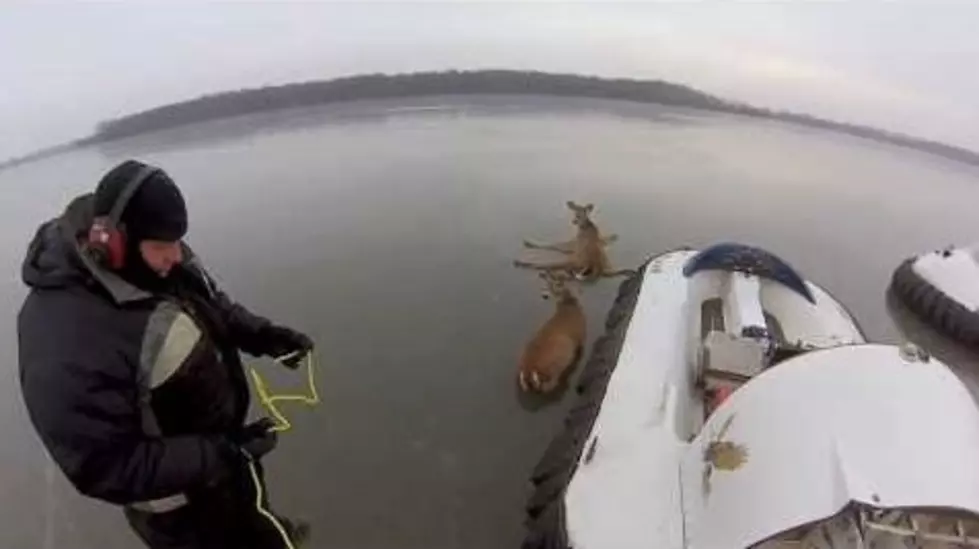 Watch Amazing Deer Rescue on Frozen Lake Using a Hovercraft [Video]