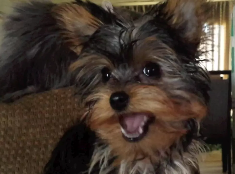 The Adventures of Lola &#8211; A Morkies Life [WATCH]