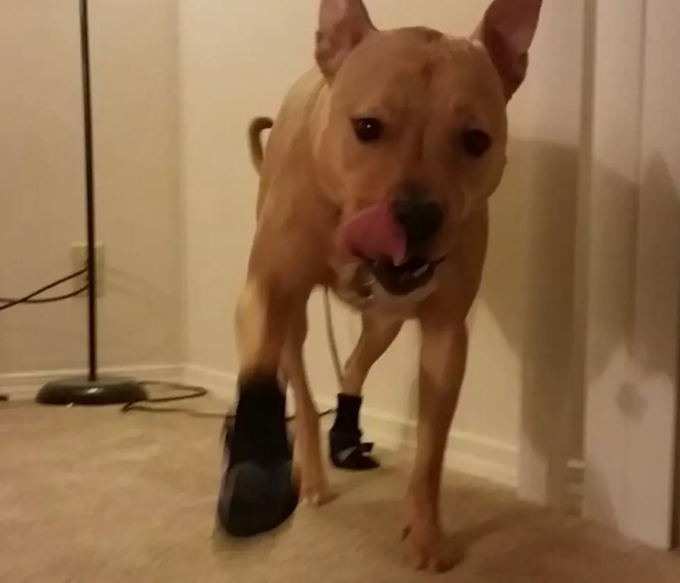 Wrigley Tries Out Dog Shoes [VIDEO]