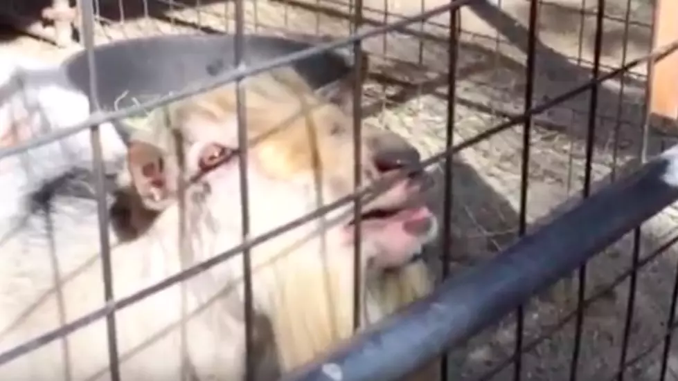 Here We Go Again, Another Goat Makes Crazy Noises [WATCH]