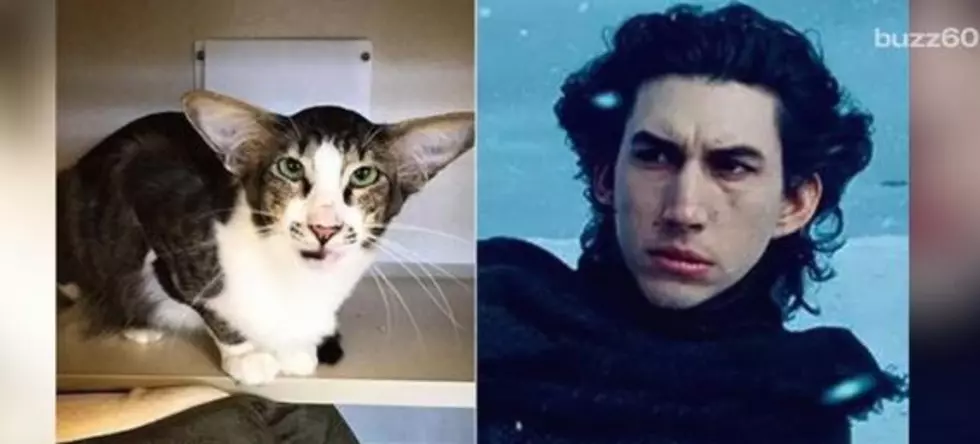 Homeless Cat Gets Adopted After Being Compared To Kylo Ren [WATCH]