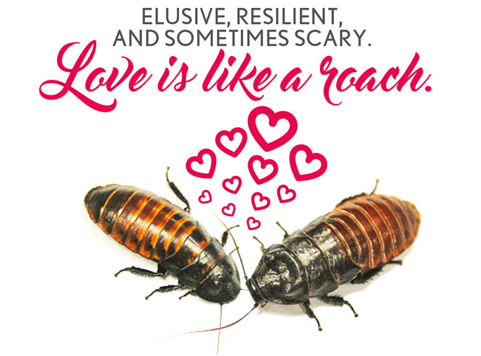 Name A Cockroach For Valentine&#8217;s Day Sweetie