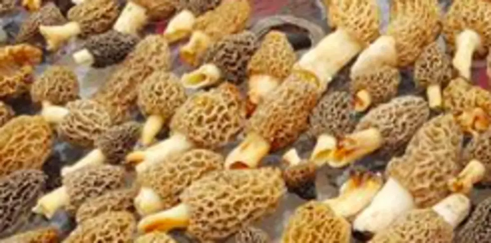 Warm, Damp Tri-State Weather Brings Awesome Mushrooms
