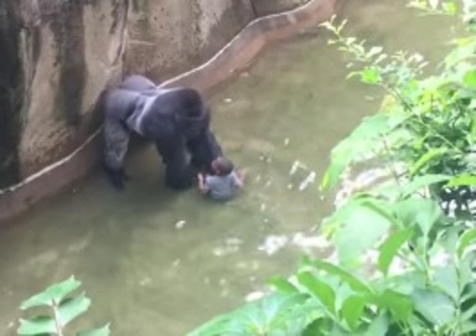 Child Falls Into Gorilla Exhibit [VIDEO]
