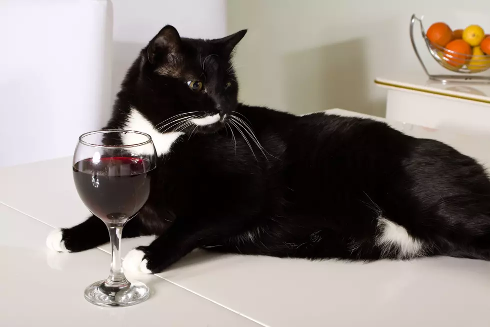A Wine For Cats, Finally!! What?