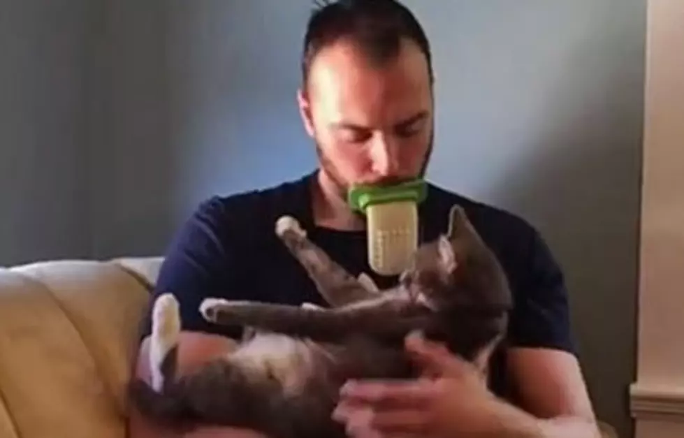 Must Have Product For Cat Lovers [WATCH]