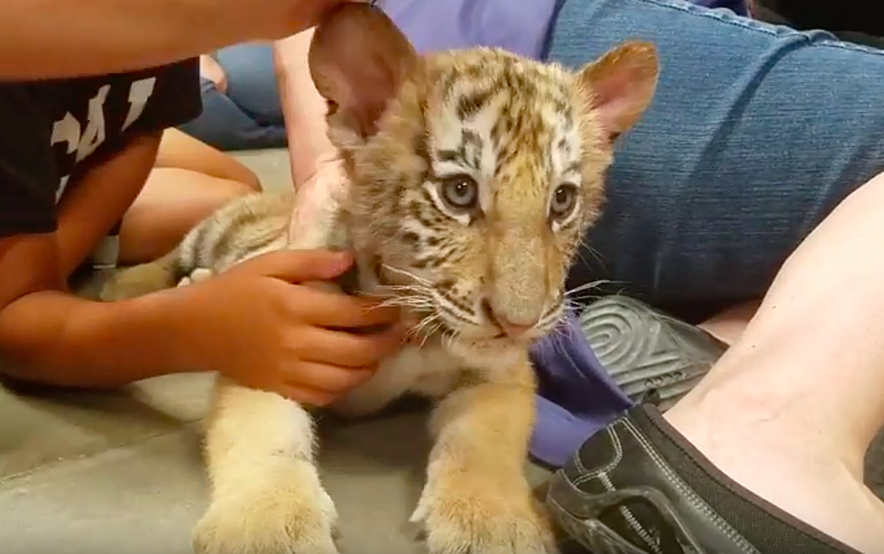 Baby Tigers Acting Like House Cats Might Be The Cutest Thing You Have Ever Seen [WATCH]