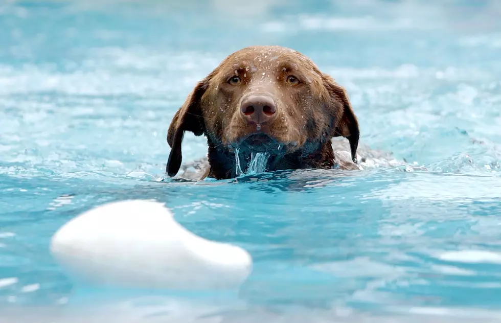 Doggie Dip at the YMCA