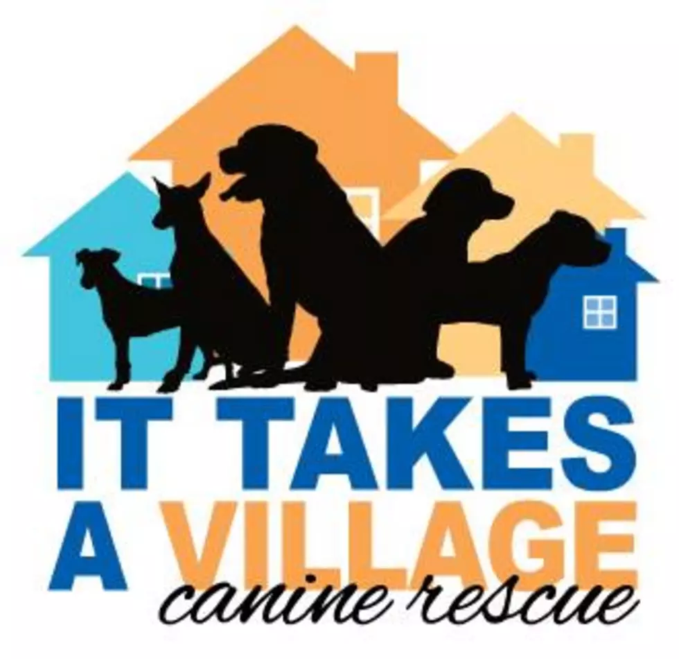 Dog Wash This Saturday to Raise Money for It Takes a Village!