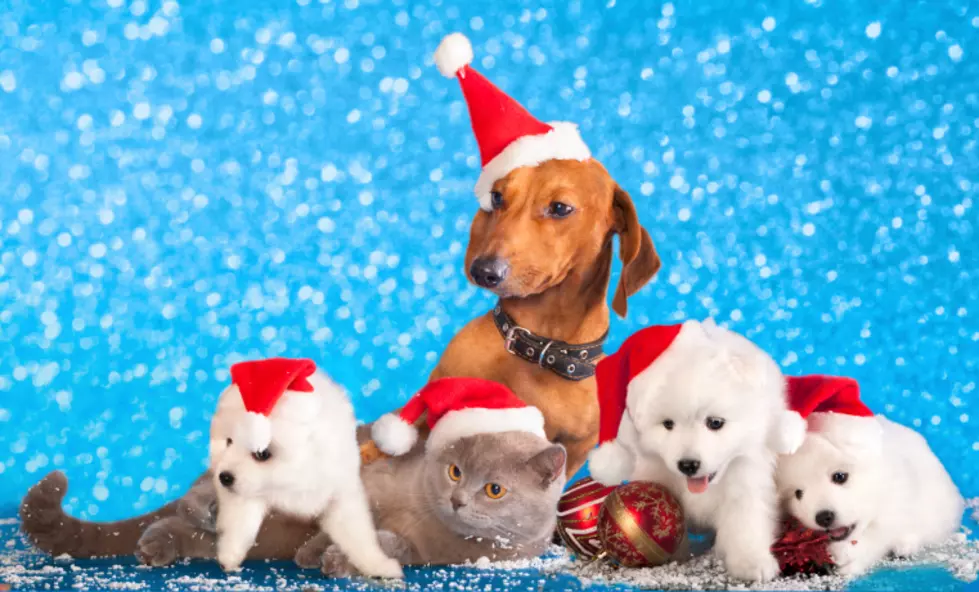 Vanderburgh Humane Society’s Annual Pet Picture With Santa Nov 2-4th
