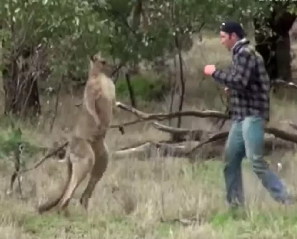 Video of Man Punching a Kangaroo has a Heartbreaking Backstory [VIDEO]