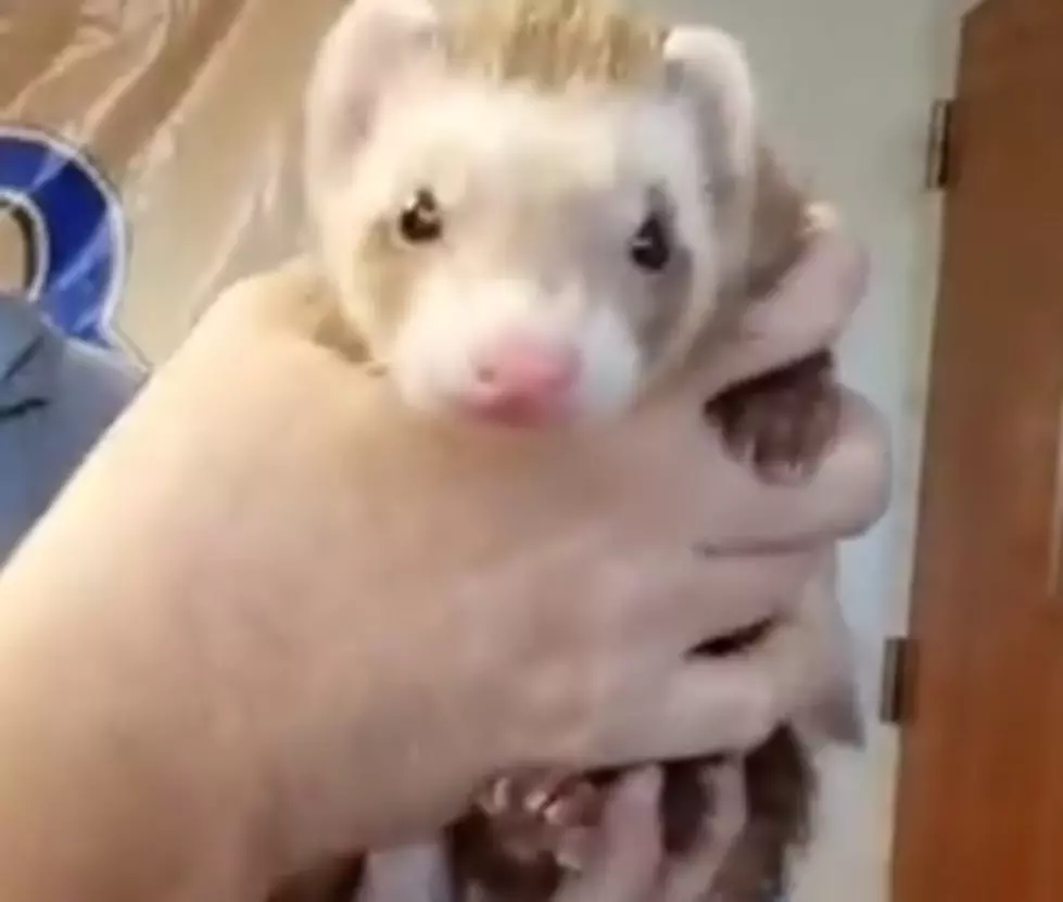VHS PET OF THE WEEK: Meet Chubbers and Wilson The Ferrets! [VIDEO]