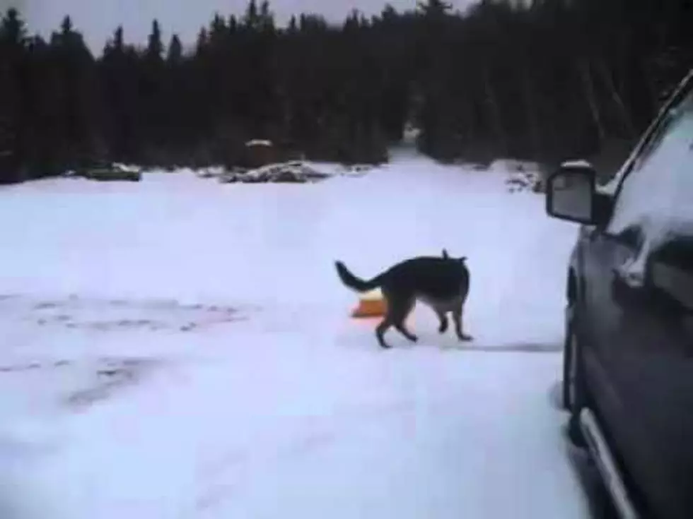 Dog Shoveling Snow is Adorable!  [Video]