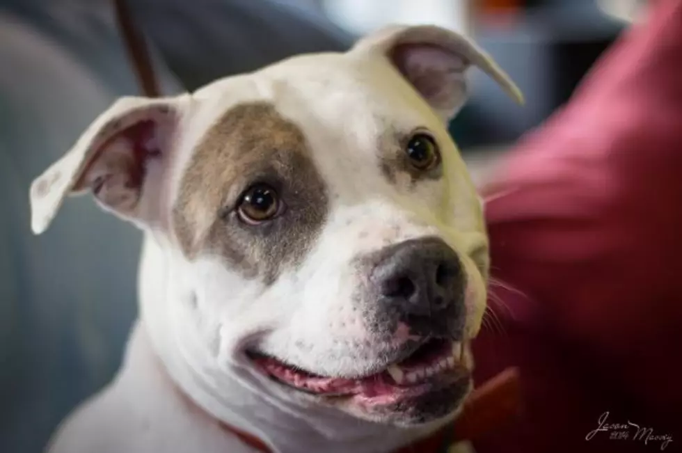 Adoption Fees Have Been Paid For Three Evansville Shelter Dogs, Now All They Need Is You