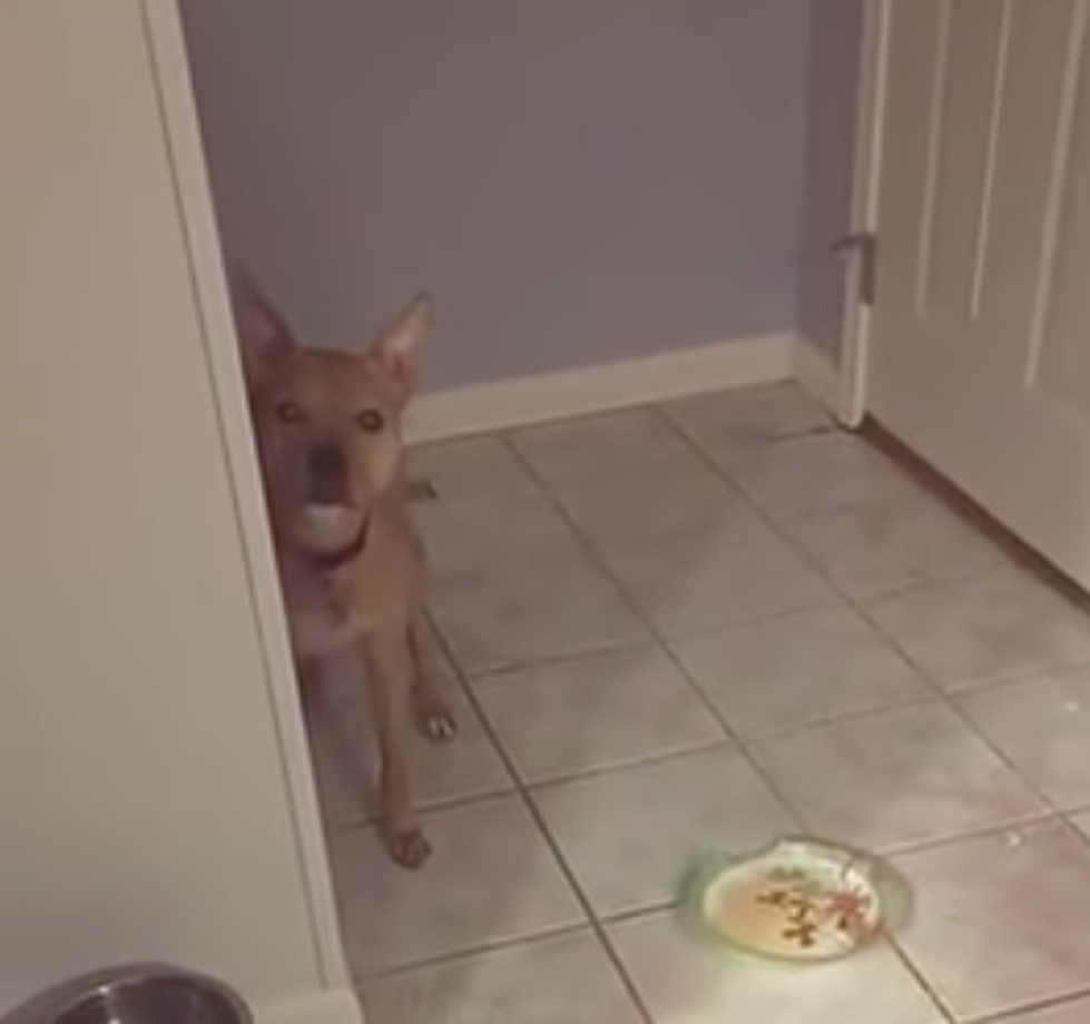 Guilty Dog Gets Caught Red Handed! [VIDEO]
