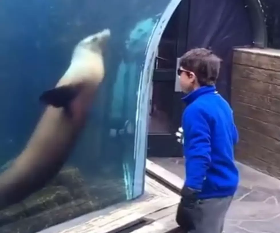 Boy Plays Toss With Seal! [VIDEO]