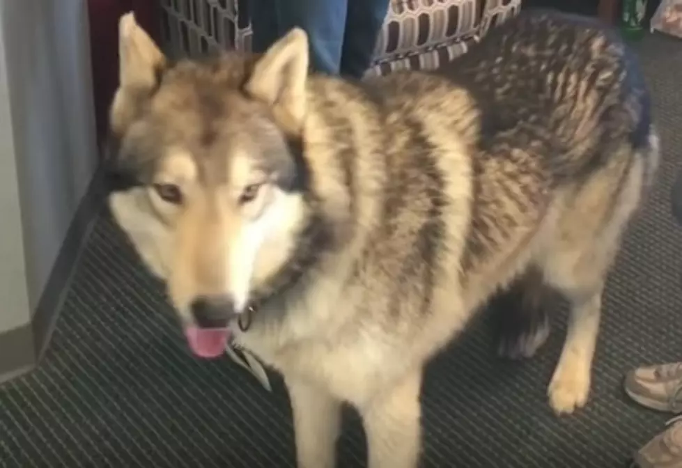 Meet Tunka, the Friendly Wolf that Lives in Evansville!