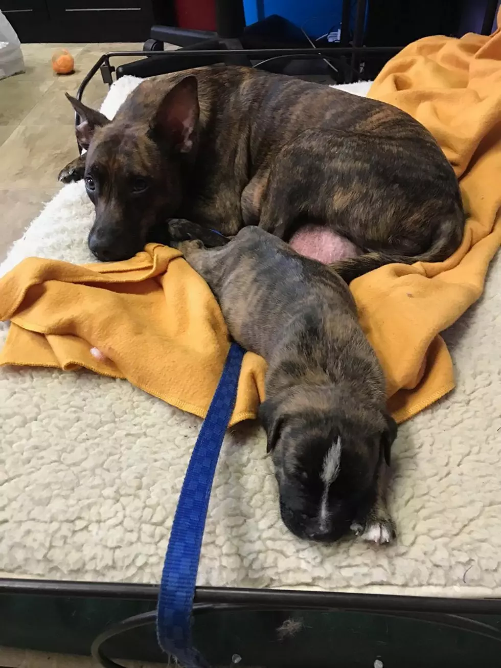 Evansville Rescue Calls off Search for Missing Puppies