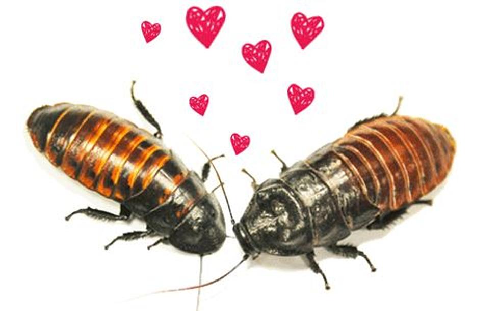 Name A Cockroach For Valentine's Day Sweetie