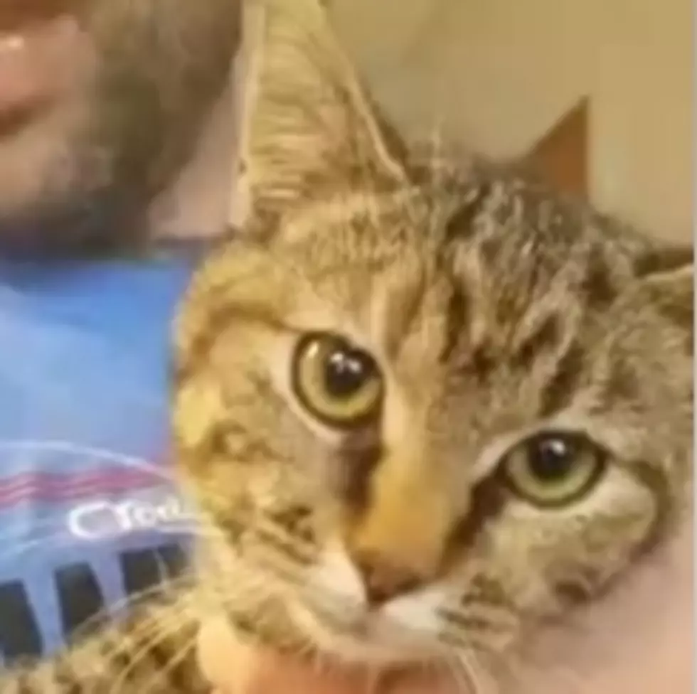 VHS PET OF THE WEEK: Meet Tabitha Who Needs Her Fur-Ever Home  [VIDEO]