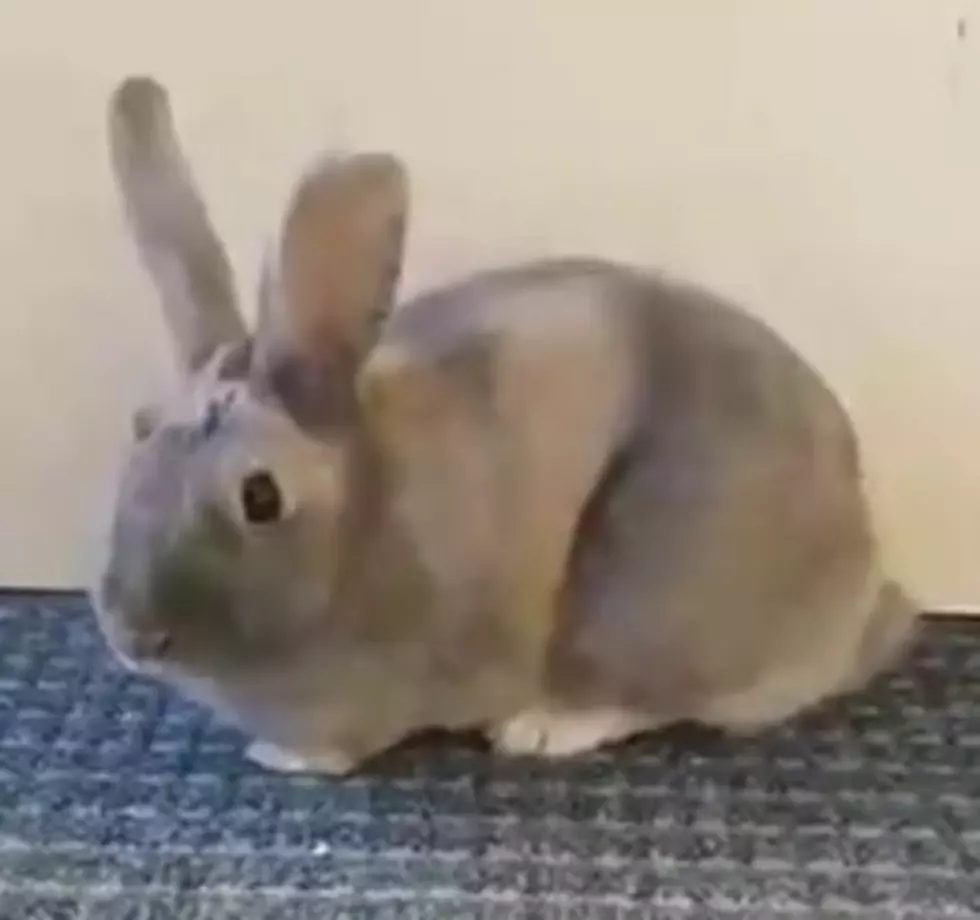 VHS PET OF THE WEEK: Meet Bella The bunny Who Needs Her Fur-Ever Home  [VIDEO]