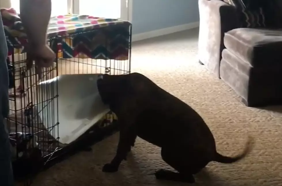 Poor Dog Can&#8217;t Fit His Cone in His Kennel! [WATCH]