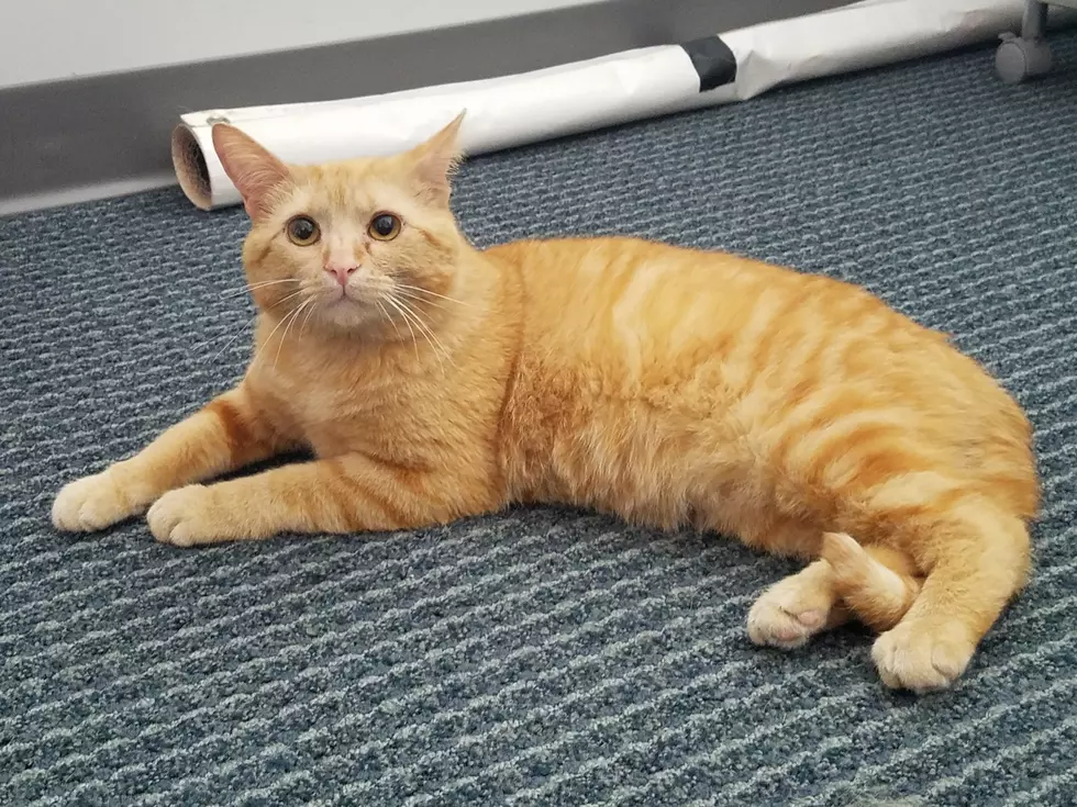 VHS PET OF THE WEEK: Meet Happy Gilmore Who Needs His Fur-Ever Home  [VIDEO]