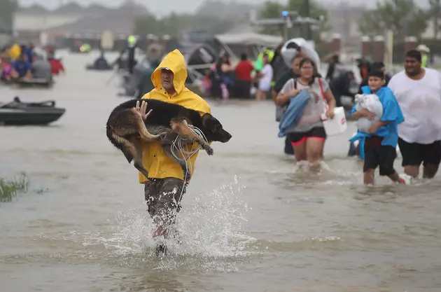Here Is How To Help Pets Affected By Hurricane Harvey