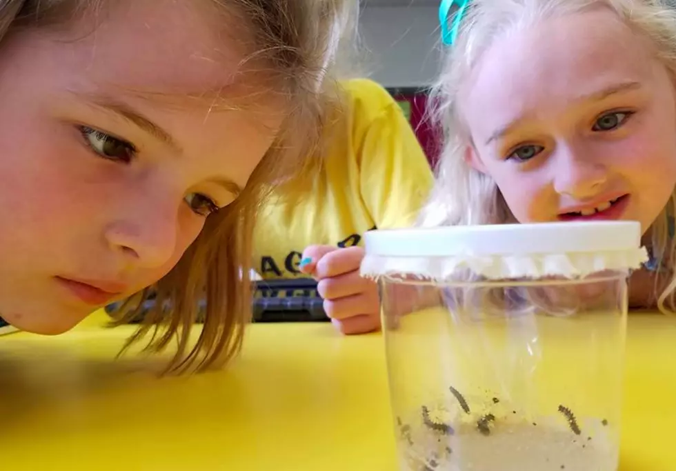 Henderson Elementary School Receives Butterfly Donation