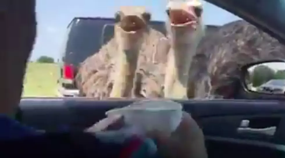 Tristate Man Giggles Like A Little Girl While Feeding Ostrich [WATCH]