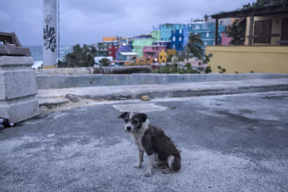 VHS To Accept Dogs From Puerto Rico Displaced By Hurricane Maria