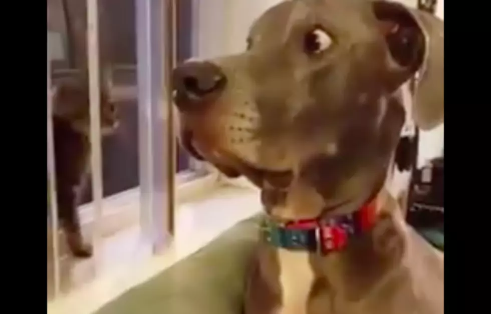 Big Dog Is Scared To Death of Kitten [WATCH]