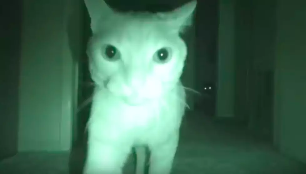 Pets Seeing Ghosts Caught On Video