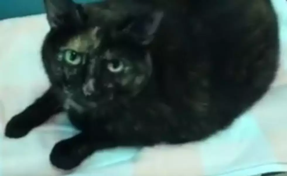 VHS PET OF THE WEEK: Meet Charm, Who Needs Her Fur-Ever Home  [VIDEO]