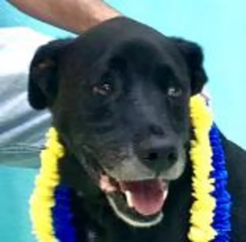 VHS PET OF THE WEEK Meet Teller, Who Needs His Fur-Ever Home  [VIDEO]