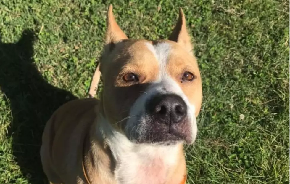 Longest Resident at Evansville Animal Control is Looking for his Forever Home