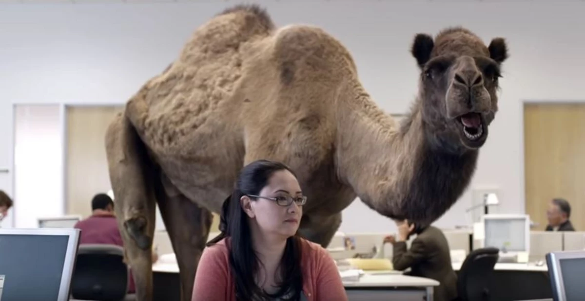 This Is Us Star Is The Voice Of The Hump Day Camel