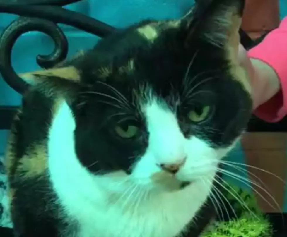 VHS PET OF THE WEEK: Meet Queen Ruby Who Needs Her Fur-Ever Home!
